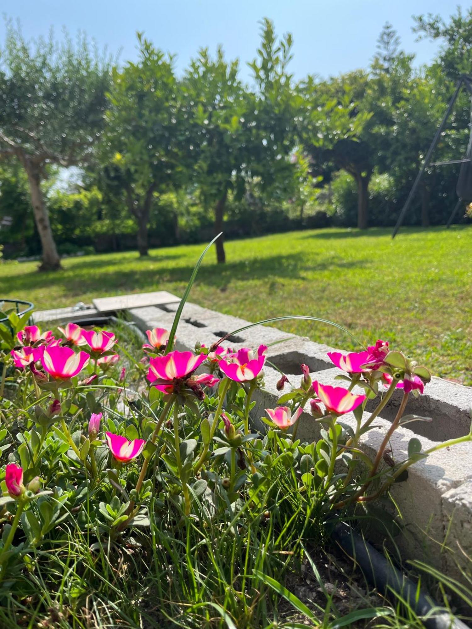 B&B Da Francesco Paestum Buitenkant foto